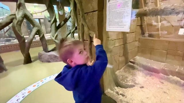 Прогулка в экЗоопарке 🐒 2 часа за 6 минут. смотреть онлайн