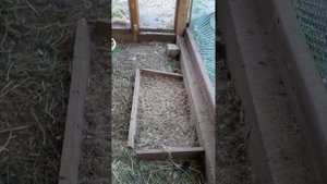 Куры Леггорны Далматинцы. Петушок без хвоста? Кто это сделал?
