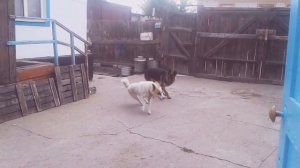 Слоны бегают по двору (собаки)😅