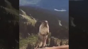 Барсук КРИЧИТ Аааааааа