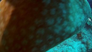 Wobbegong Shark Facts