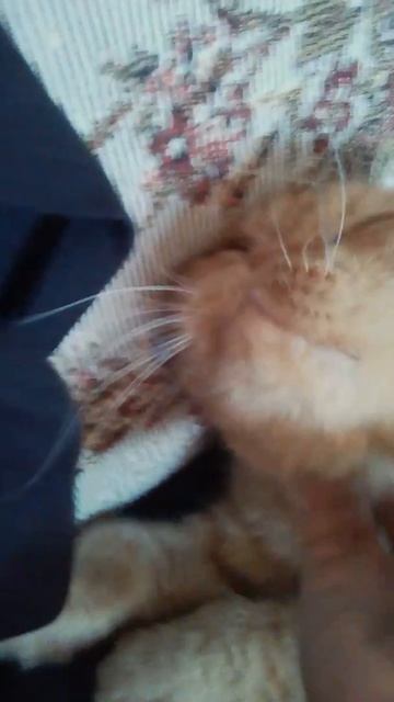 Кот свернул шею смотреть онлайн