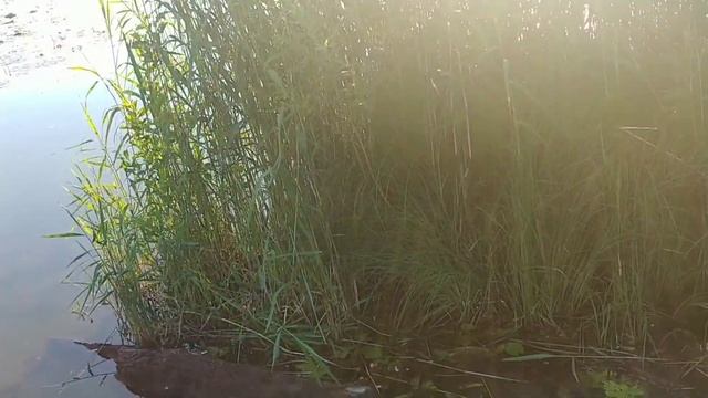 РИГА ДОРОГА ГОСТИ И ХОРОШАЯ ПОГОДА#латвия #рига #шашлык смотреть онлайн