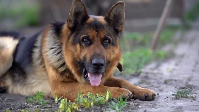 Малыш выхватывает кость у собаки. То, что она делает дальше, Просто Невероятно! смотреть онлайн