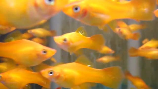 5cm Golden Swordtail смотреть онлайн