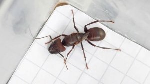 Camponotus irritabilis (Thailand) 05.06.2023