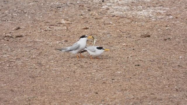 Little Tern, Fraticello (Sternula albifrons) смотреть онлайн