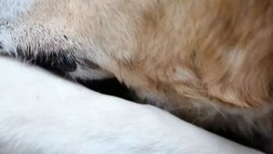 Казак Тобеты Казахские Волкодавы Спящие Собаки они похожи на Алабаев и на Узбекских Барибасаров