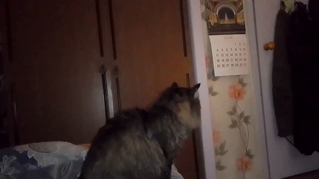 Кот Марс. Когтеточка. Огненные глаза. смотреть онлайн