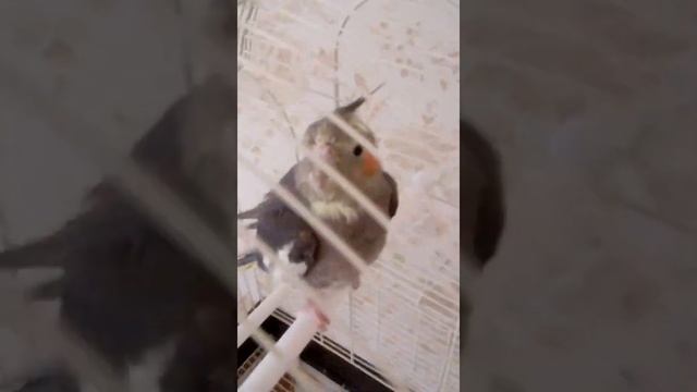 Купили попугая смотреть онлайн