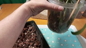 Омоложение орхидеи. Часть № 2