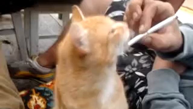 кот курит смотреть онлайн