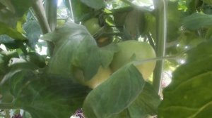 Вершкую томаты и сравниваю два сорта. Бычье Сердце и Малиновый Родео.