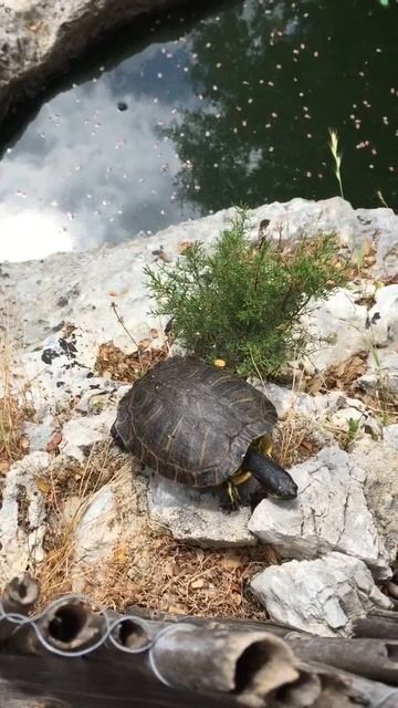 Водная черепаха