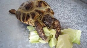 черепахина трапеза