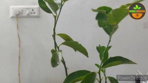 💚 Все о цитрусовых лиметтах, советы по уходу (Russian) @ParasGardeningSolutions