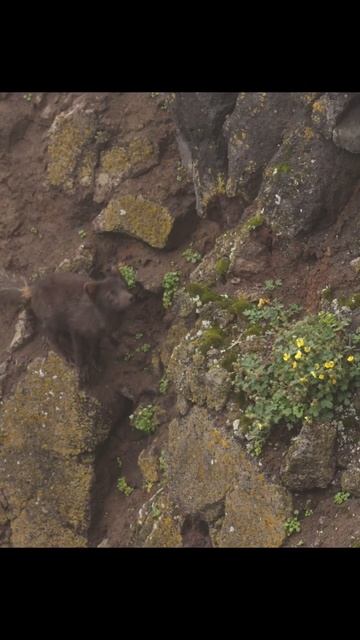 A beautiful Arctic Fox patrolling the cliffside in search of a meal. #arcticfox #fox #wildlife