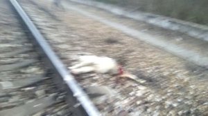 Жесть разрезало сабаку поездом