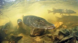 Щучьи озера: Водоёмы, где водятся только щуки. Уникальный и немного жуткий феномен крайнего севера