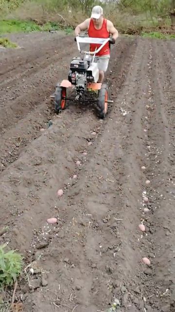 Посадка картофеля под мотоблок смотреть онлайн