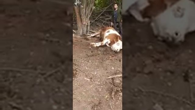 мой бык сементал