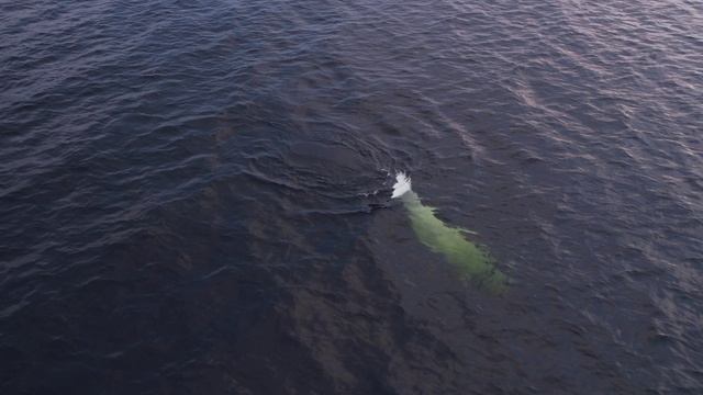 Белухи Белого моря смотреть онлайн
