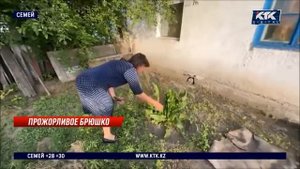 Рапсовый листоед  Родственник колорадского жука