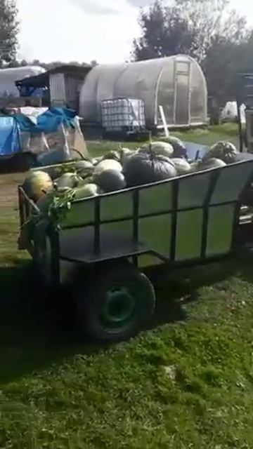модернизированный мотоблок Салют- 100, перевозка тыквы смотреть онлайн