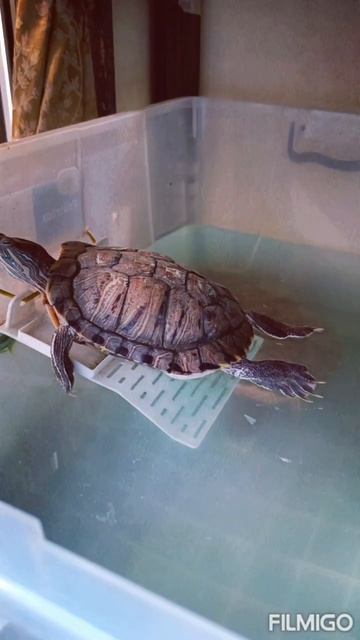 Turtle Basking смотреть онлайн