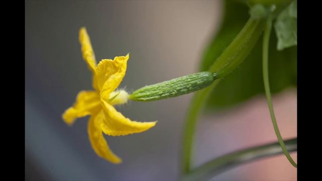 The Secret to a Huge Cucumber Harvest! смотреть онлайн