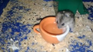 Хомячиха Зоря. И  маленькие хомячки с   Соняй