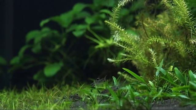 Aspidoras смотреть онлайн