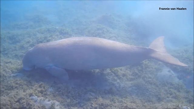 2017-03-16 Snorkelen bij Aurora Bay Resort Marsa Alam Egypte Doejong Zeekoe
