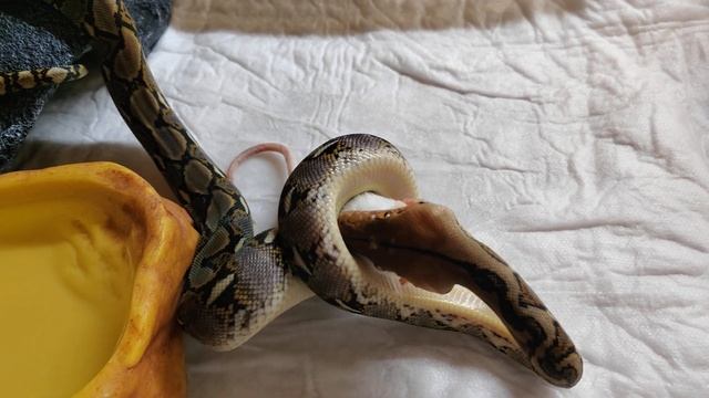 Кормление сетчатого питона🐍