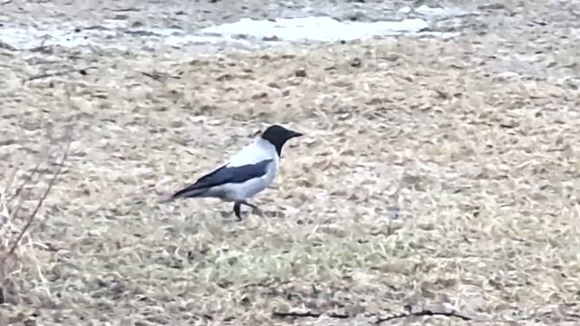 Серая ворона на газоне смотреть онлайн