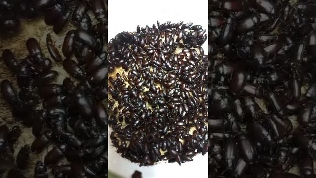 Секрет Секретов Жука Знахаря Чернотелки Ulomoides dernestoides, Tenebrionidae. Почему их куча мала?