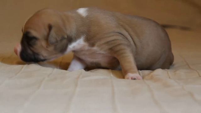 GaidJewel's kennel : Девочка 1 ( Paco* Orianna) смотреть онлайн