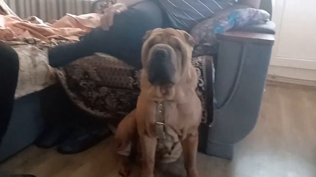 Дві красунечки ,мама і доця. Порода шар-пей. смотреть онлайн