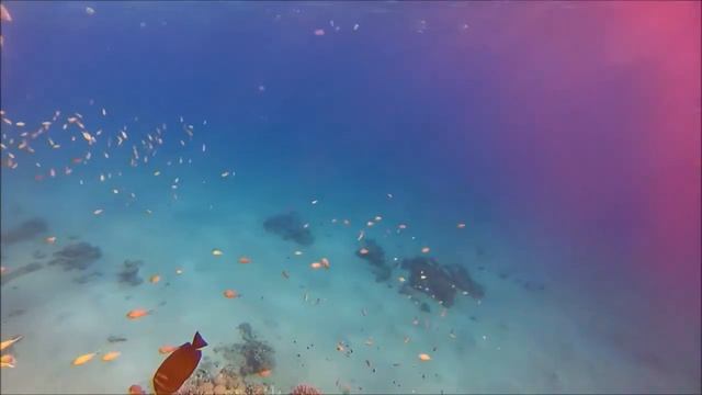 GoPro Hero: Brayka Bay - day 5 смотреть онлайн