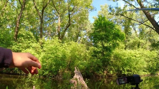 Нашел КАНАВУ где собрался крупный КАРАСЬ и не только. Рыбалка на поплавок 2024