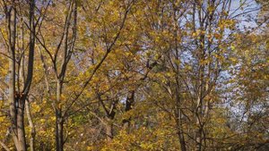 Александр Сушенок. Осень в Сокольниках. Октябрь 2024 г.