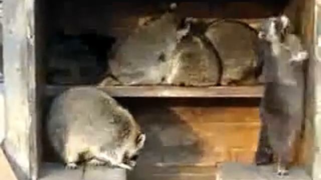 Еноты зажигают смотреть онлайн