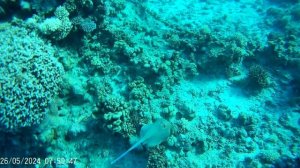 Египет Шарм песчаный скат 05-2024