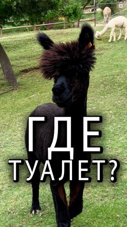 Туалет на альпачьей ферме в #ЮАР