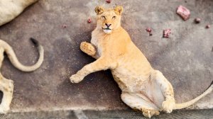 Что нельзя львам по мнению ОБС? А вы знаете, как выглядит череп барашка? Самец магот забрал колбаски