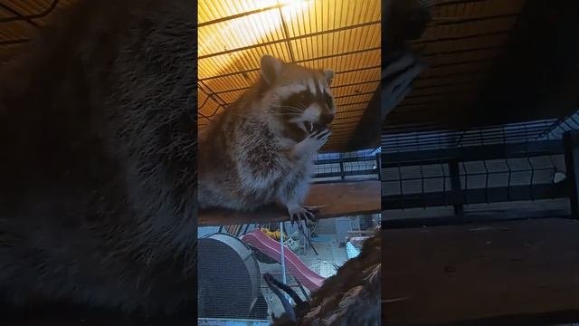 Енот Илюша #енотилюша #помощьбездомнымживотным #ямыилюша