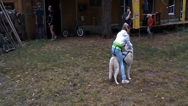 Что такое дог трекинг смотреть онлайн