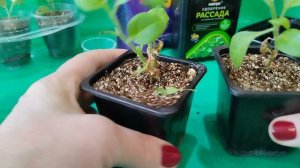 сею и подкормка петунии...черенки пеларгонии...всходит земляника