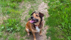 Стих Асадова "Рыжая дворняга" | Слушать стихи