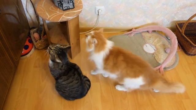 Как кошки встретили голубку :) смотреть онлайн